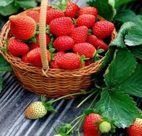 完整国产免费水莓100,免费品尝100份水莓的甜蜜诱惑